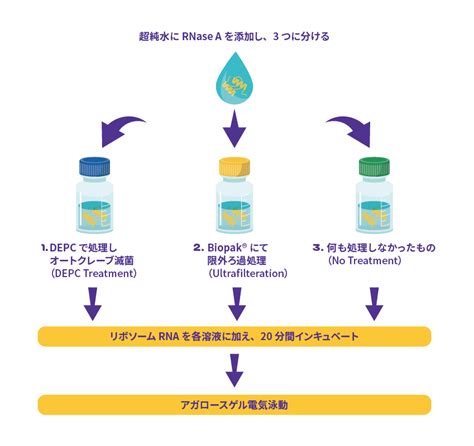 rnase and depc treatment